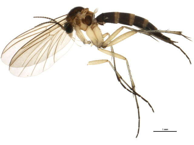 صورة Palaeodocosia