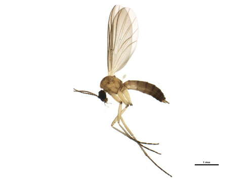 Image de Boletina dissipata Plassmann 1987