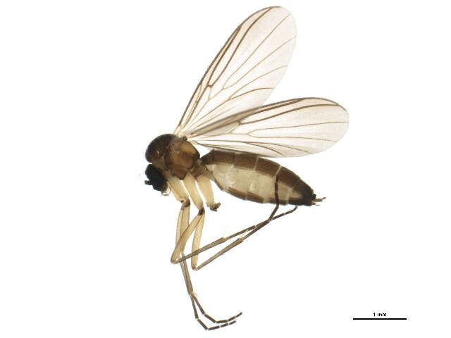 Image de Boletina dissipata Plassmann 1987