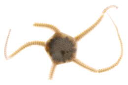 Image of Notched brittle star