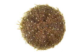 Image of White sea urchin