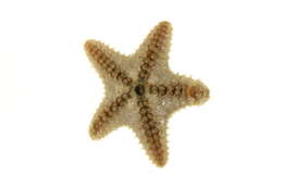 Image of Common mud star