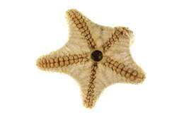 Image of Common mud star