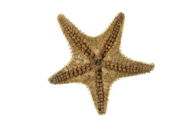 Image of Common mud star