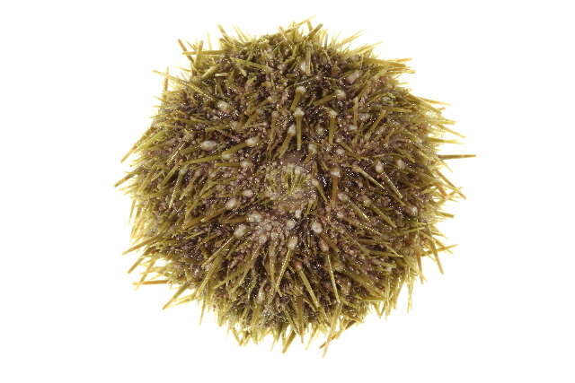 Image of White sea urchin