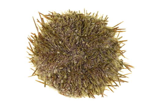 Image of White sea urchin