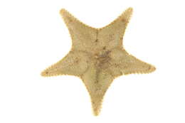 Image of Common mud star