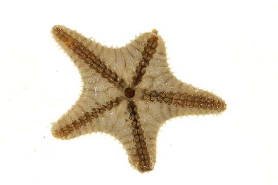 Image of Common mud star