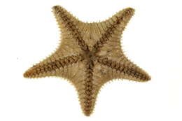 Image of Common mud star