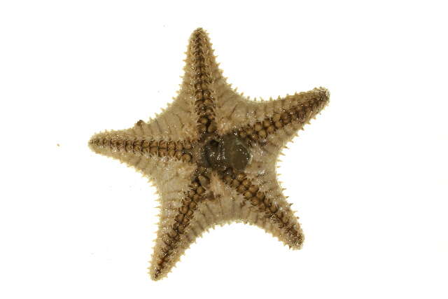 Image of Common mud star