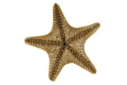 Image of Common mud star