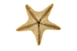 Image of Common mud star