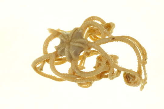 Image of northern basket star