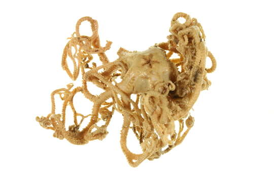 Image of northern basket star