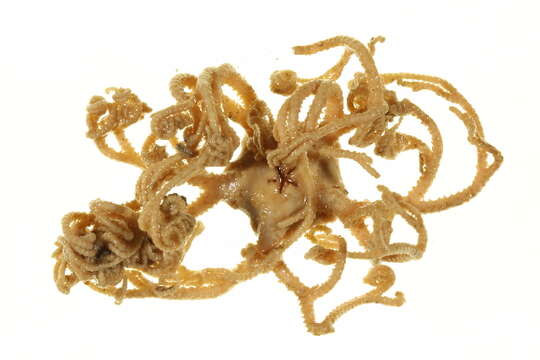 Image of northern basket star