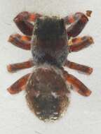 Image of Dendryphantes