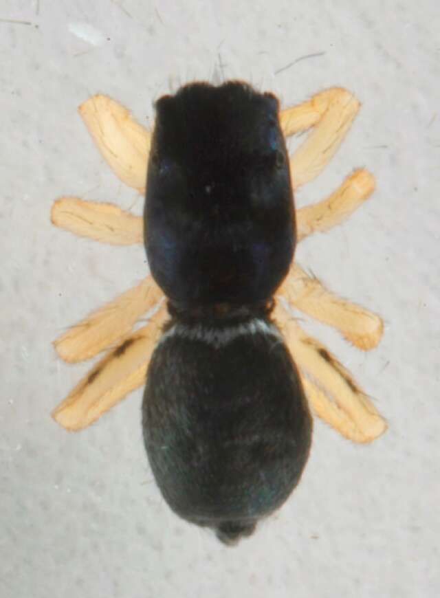 Image of Heliophanus