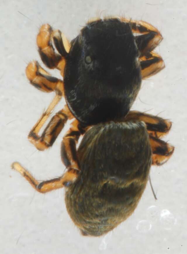 Image of Heliophanus