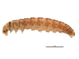 Image of Scrobipalpula lutescella Clarke 1934