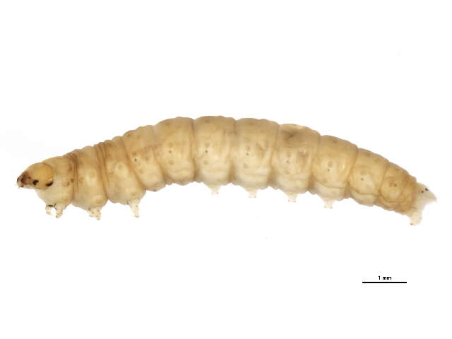 Image of Epinotia cruciana Linnaeus 1761