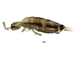 Image of Entomobrya gisini Christiansen & K 1958