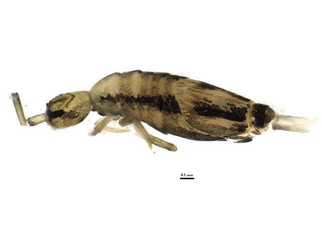 Image of Entomobrya gisini Christiansen & K 1958