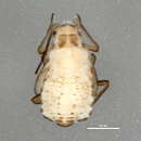 Image of Allaphis cyperi cyperi (Walker & F. 1848)