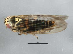 Image of Aster Leafhopper