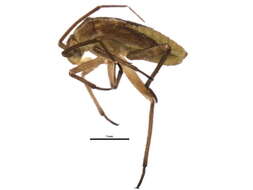 Image of Polymerus vulneratus (Panzer 1805)