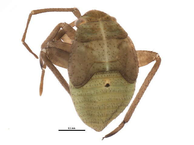 Image of Polymerus vulneratus (Panzer 1805)