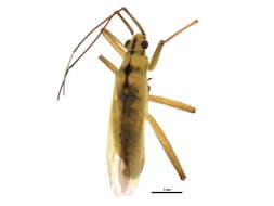 Image of Teratocoris caricis Kirkaldy 1909