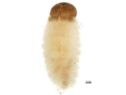 Image de Dorytomus leucophyllus