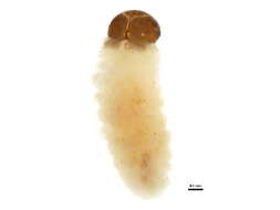 Image of Dorytomus leucophyllus