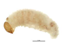 Image of Dorytomus leucophyllus