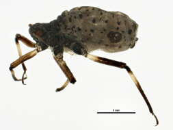 Image of Cinara (Cinara) laricifex (Fitch 1858)