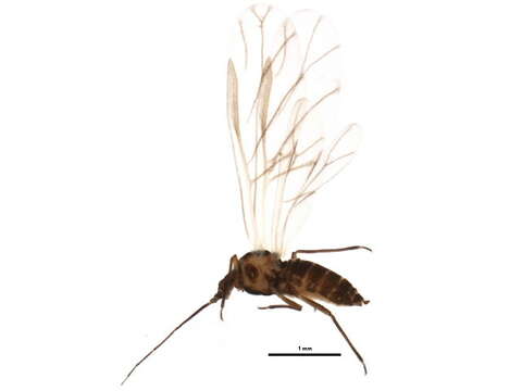 Image of Allaphis cyperi (Walker & F. 1848)