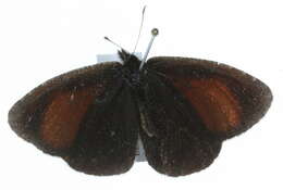 Слика од Erebia discoidalis Kirby 1837