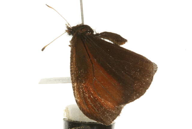 Слика од Erebia discoidalis Kirby 1837