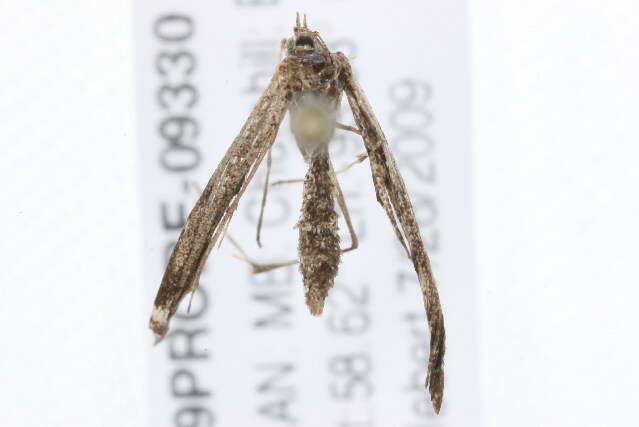 Image of Geranium Plume Moth