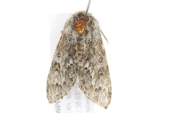 Image of <i>Acronicta lupini</i>