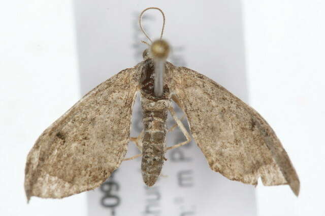 Image of Eupithecia gelidata Möschler 1860