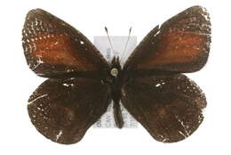 Слика од Erebia discoidalis Kirby 1837