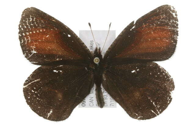 Слика од Erebia discoidalis Kirby 1837