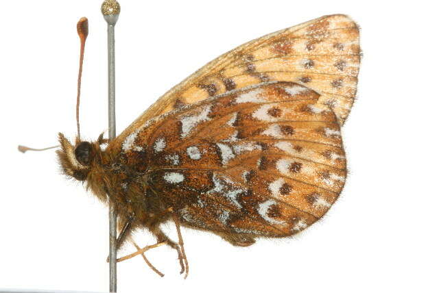 Image of Polaris Fritillary