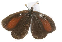 Слика од Erebia discoidalis Kirby 1837