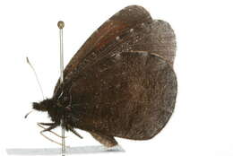 Слика од Erebia discoidalis Kirby 1837