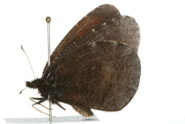 Слика од Erebia discoidalis Kirby 1837