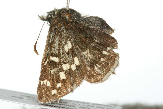 Image of Northern grizzled skipper