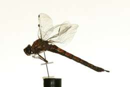 Image of Azure Darner