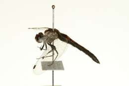 Image of Leucorrhinia Brittinger 1850